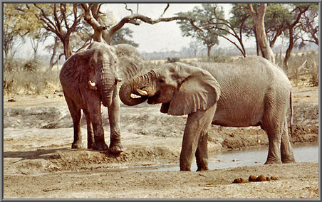 Elefanten Chobe Nationalpark